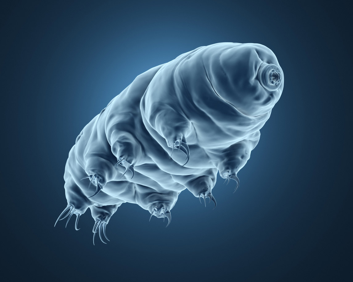  A computer-generated picture of a microscopic tardigrade, it looks like a slug with eight legs and a mouth.